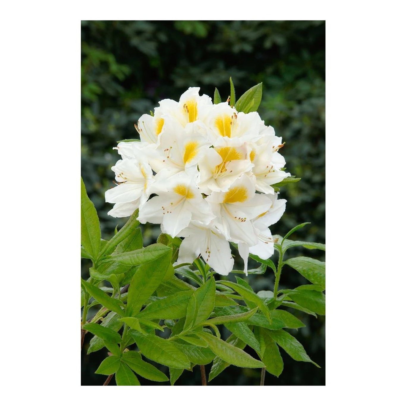 Rhododendron – Rhododendron (AK); 'Persil' - C12 60-80 CM